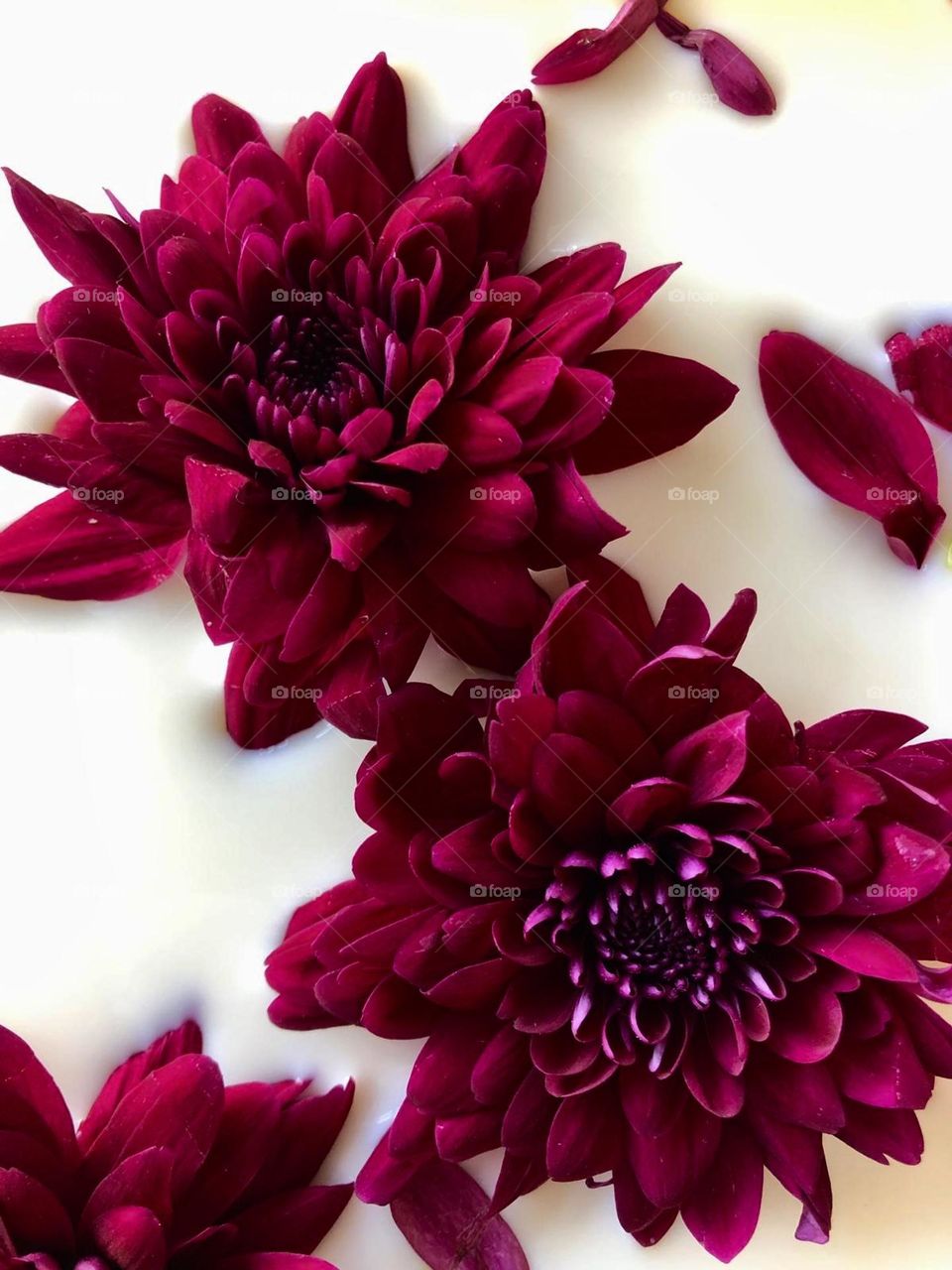 Red flowers in milk