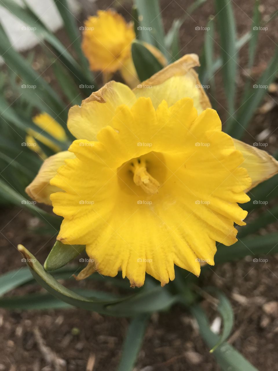 Center of a fading Daffodil