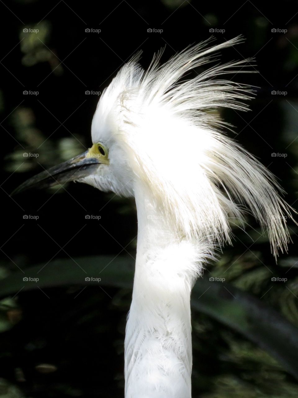 Snowy Egret 
