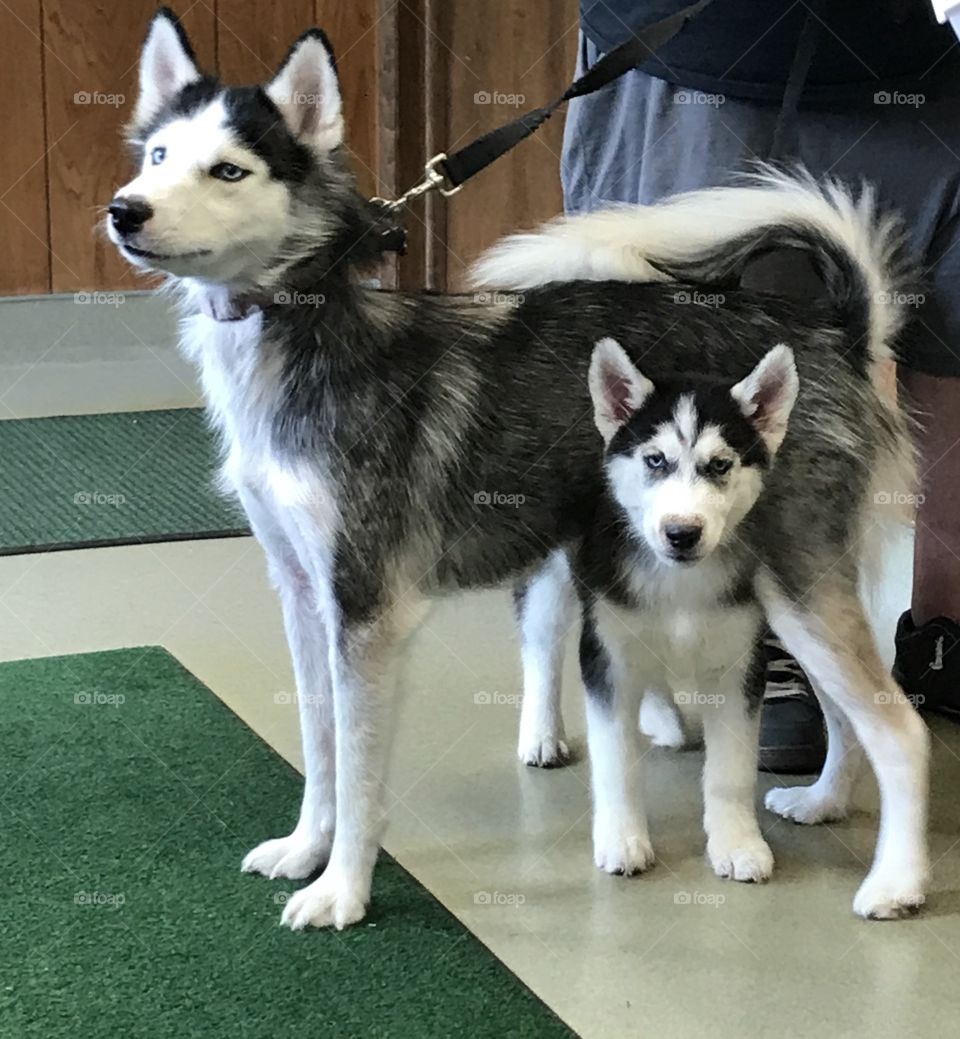 Momma Husky dog and her pup standing beneath her to feel safe.