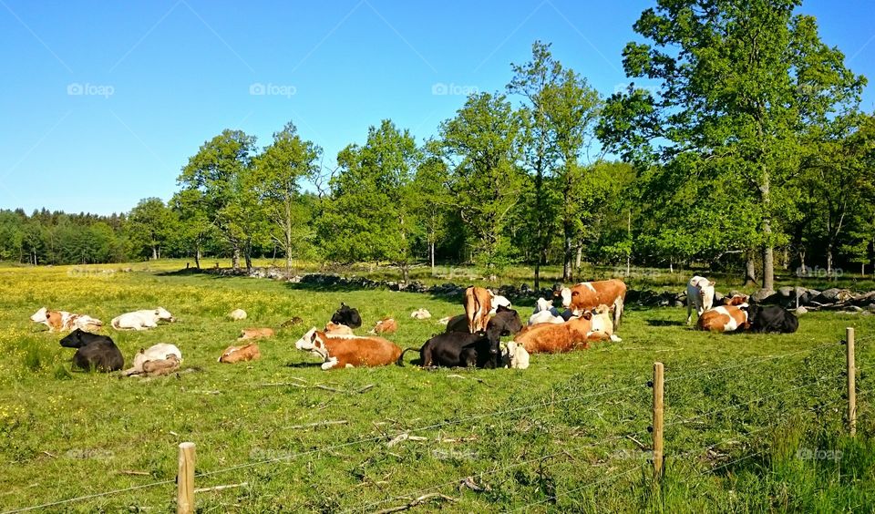 cows relaxing in the sun. cows relaxing in the sun