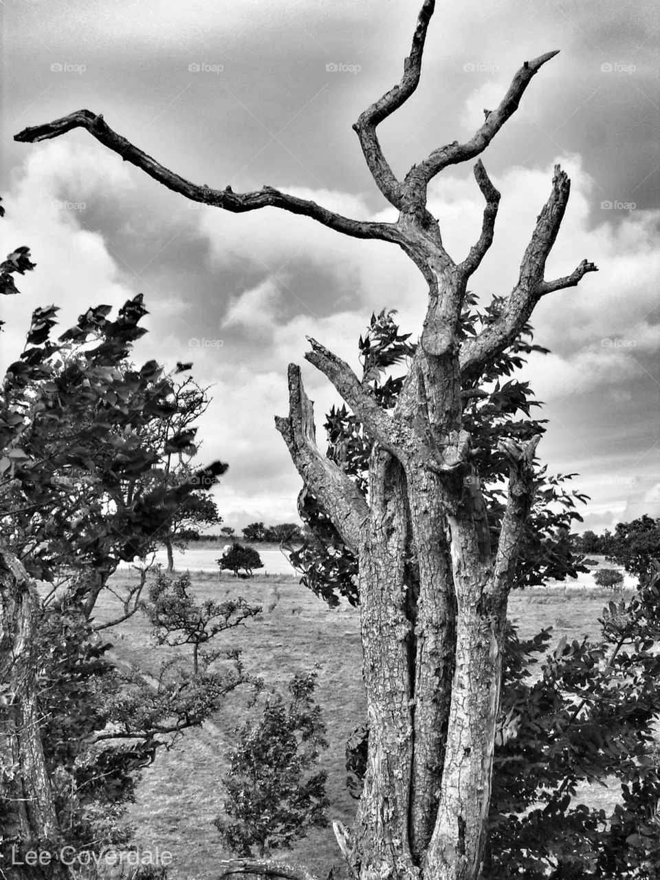 tree