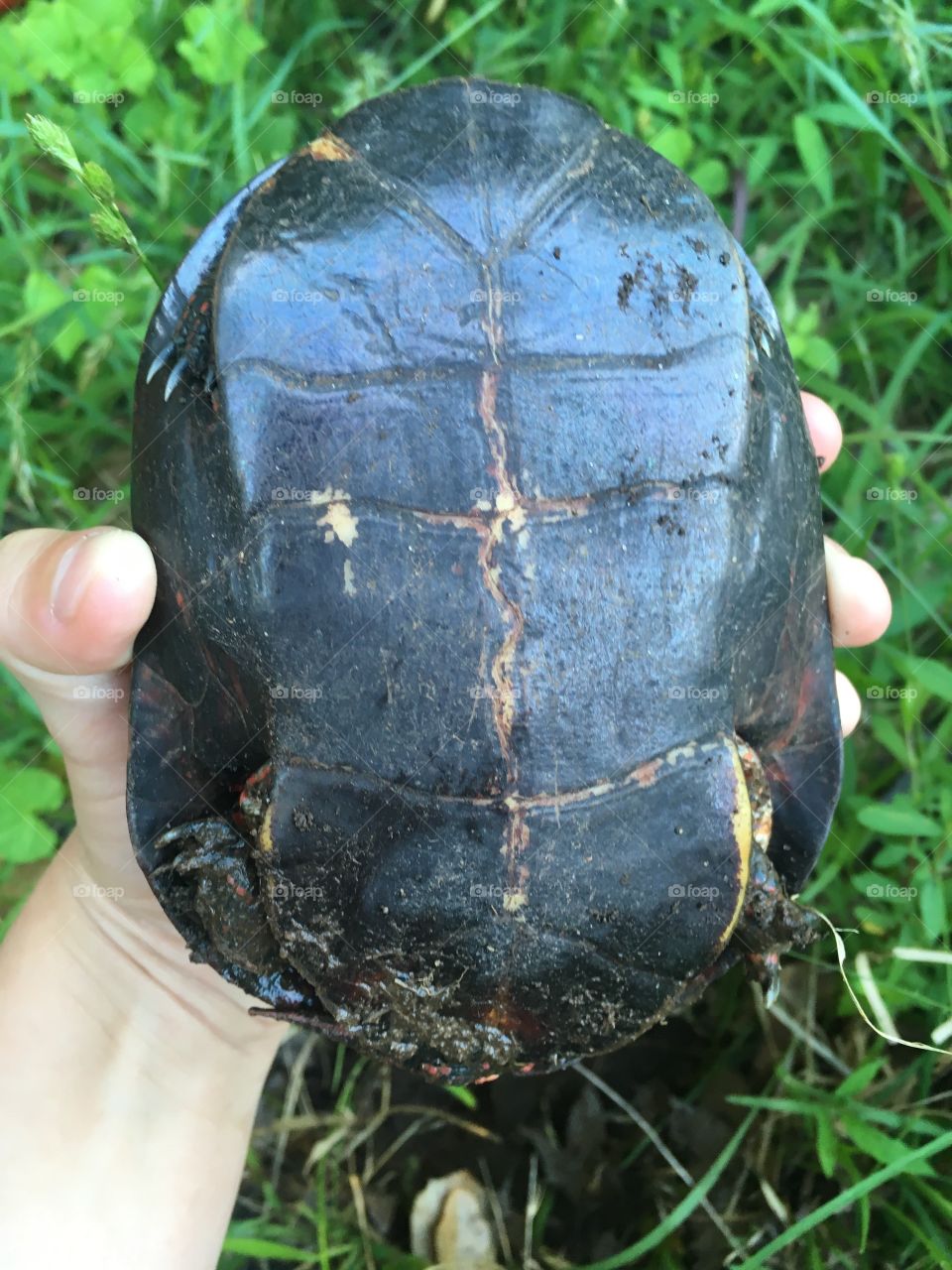 Turtle carapace 