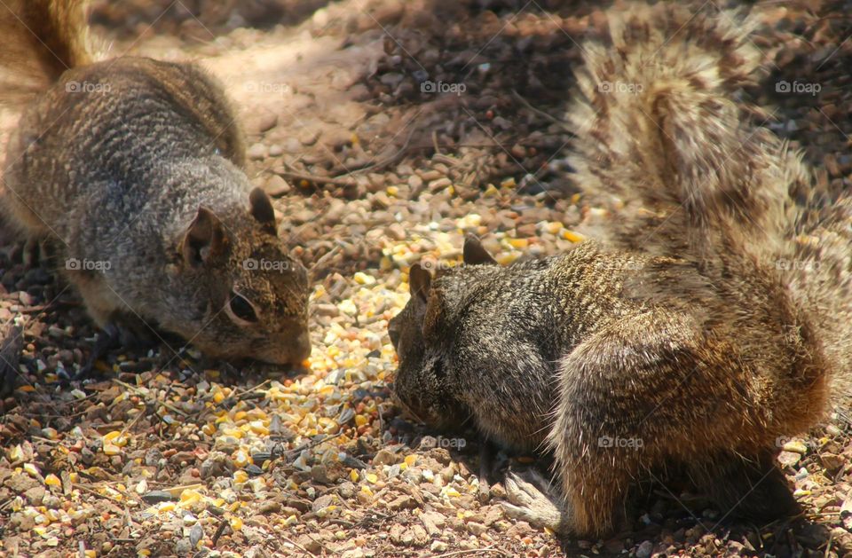 Two Squirrels Eating in Forest
