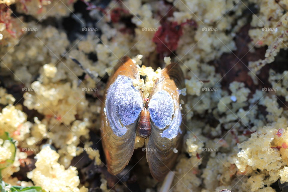 Macro shot of an emptied clam shell sitting in some dried herring roe. The roe is left by the spawning herring in the shallow rocky shoals along the island seashore & is deposited on the beach with the retreating tide.