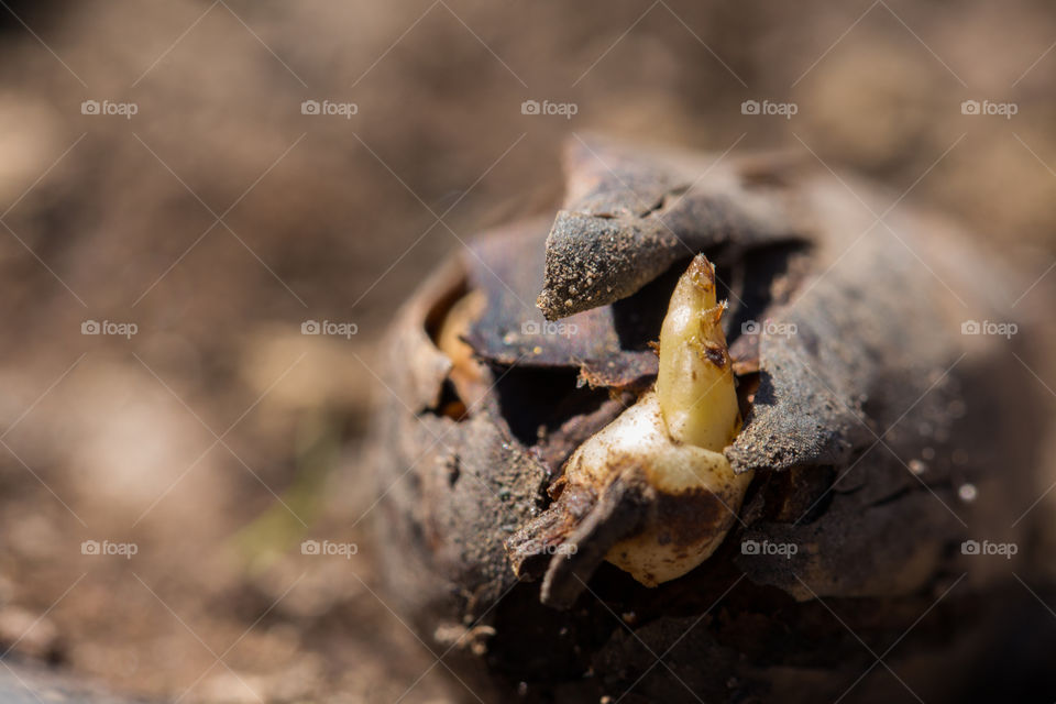 oak germination