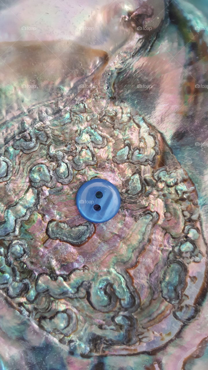 Blue button in the shell.