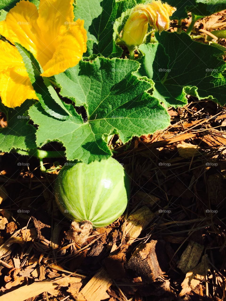 Kabocha squash