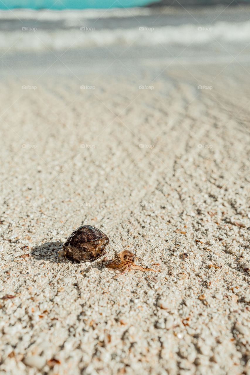 baby tako of Hawai’i