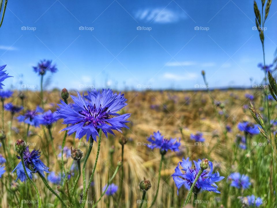 field flowers