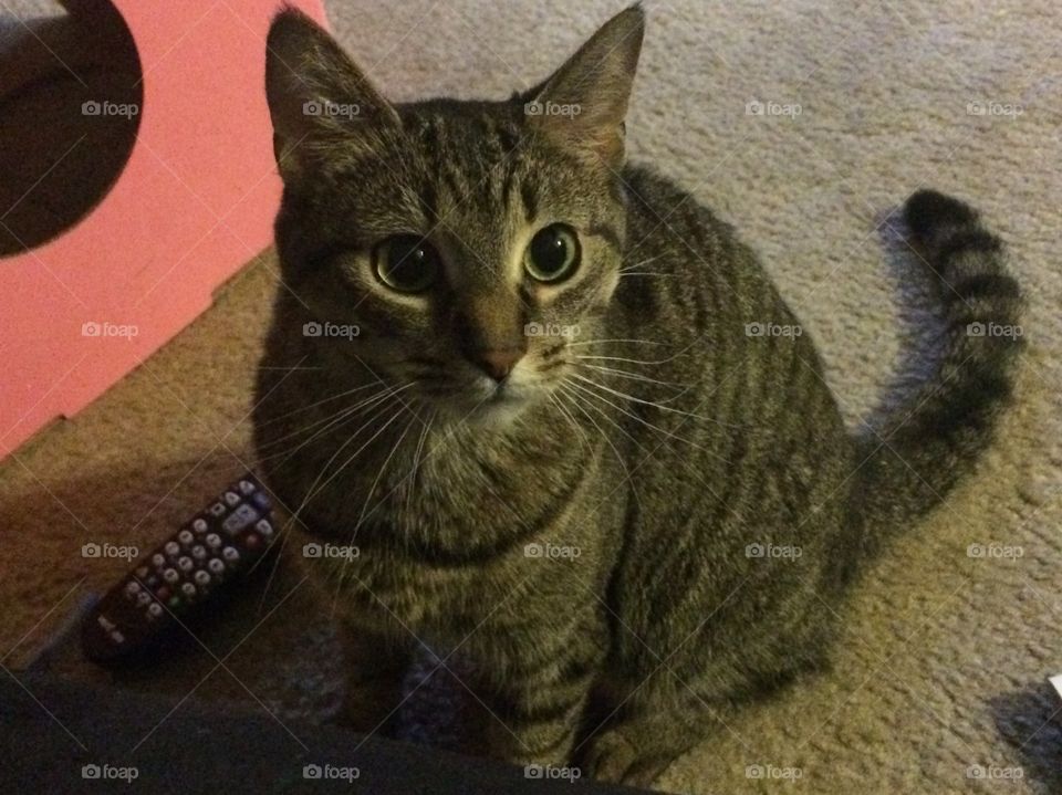 Grey tabby cat with big eyes 