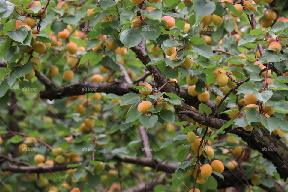 Apricot tree