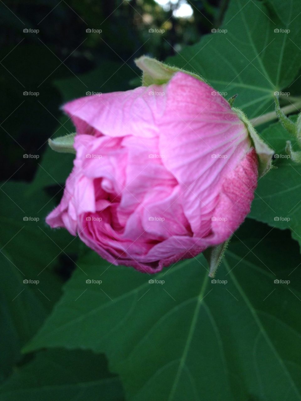 Pink floral 