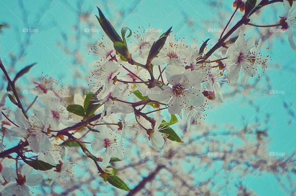 Flowers. Spring tree