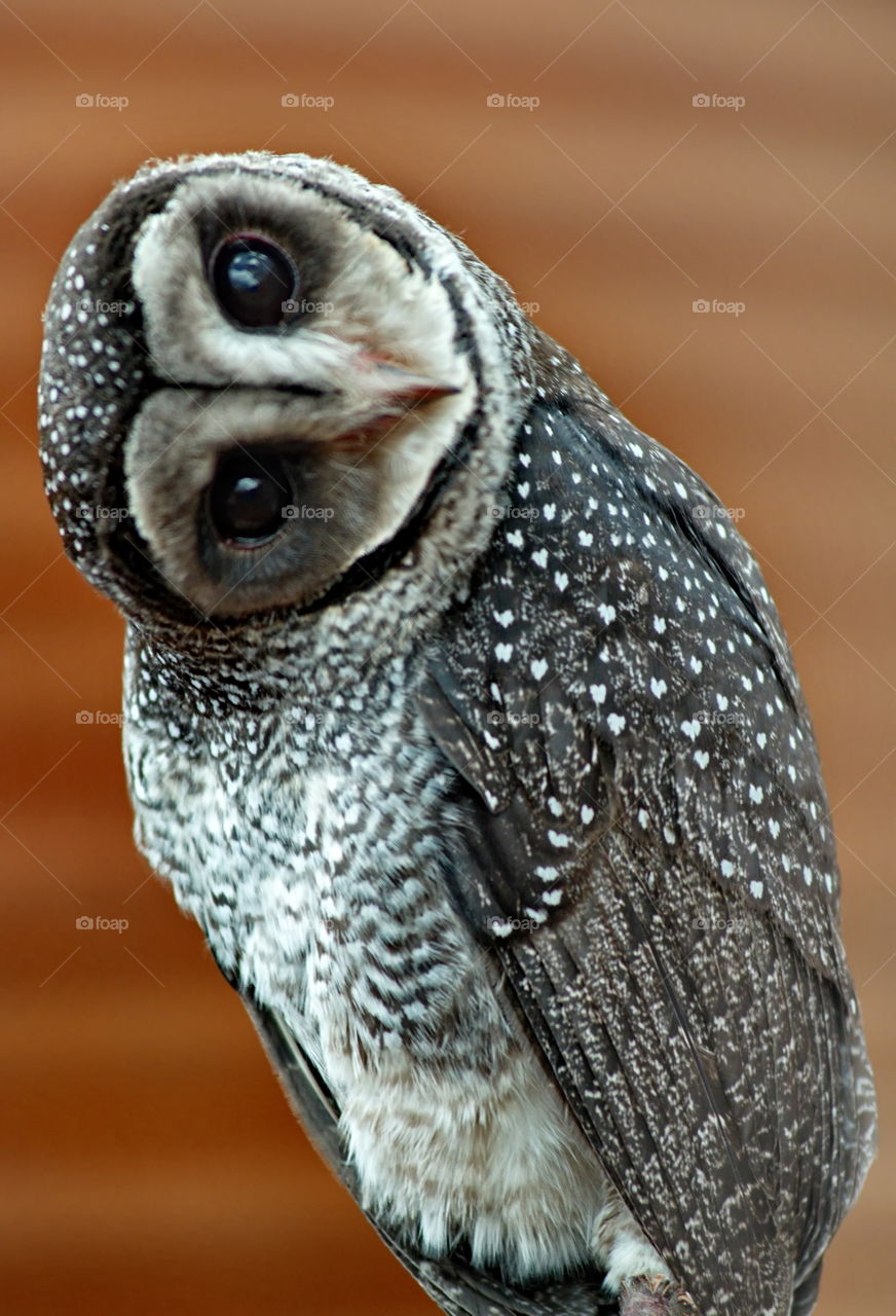 Sooty Owl looking at the camera