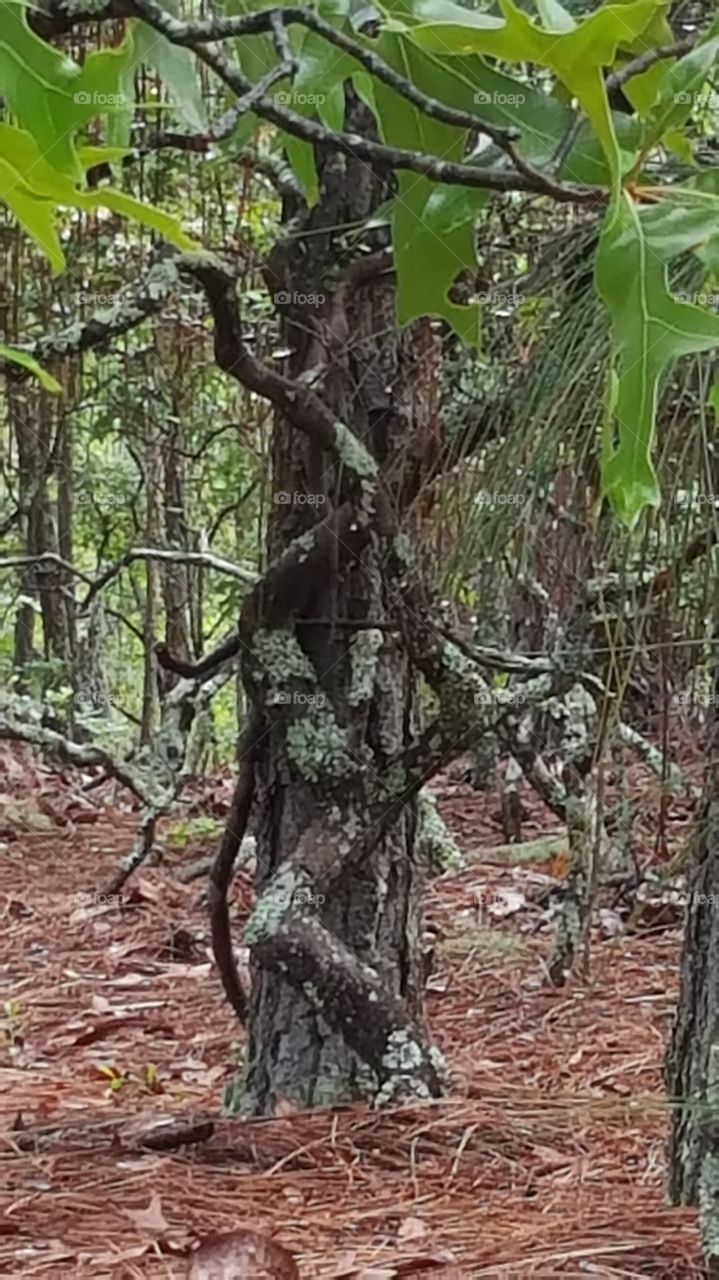 Twisted tree