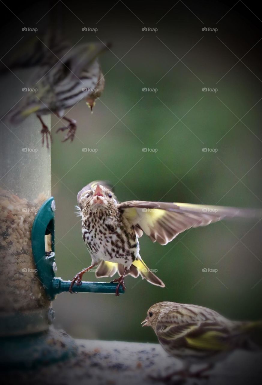 Feisty young Pine Siskins argue at a backyard bird feeder in Steilacoom, Washington State 