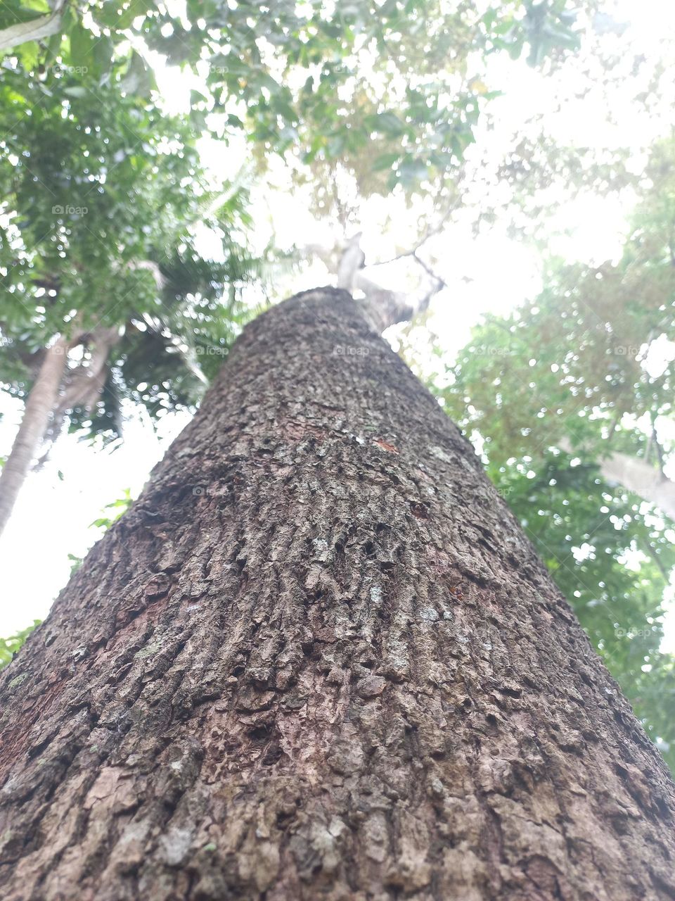 Trees are woody plants with the main characteristic of the trunk having a single tree.