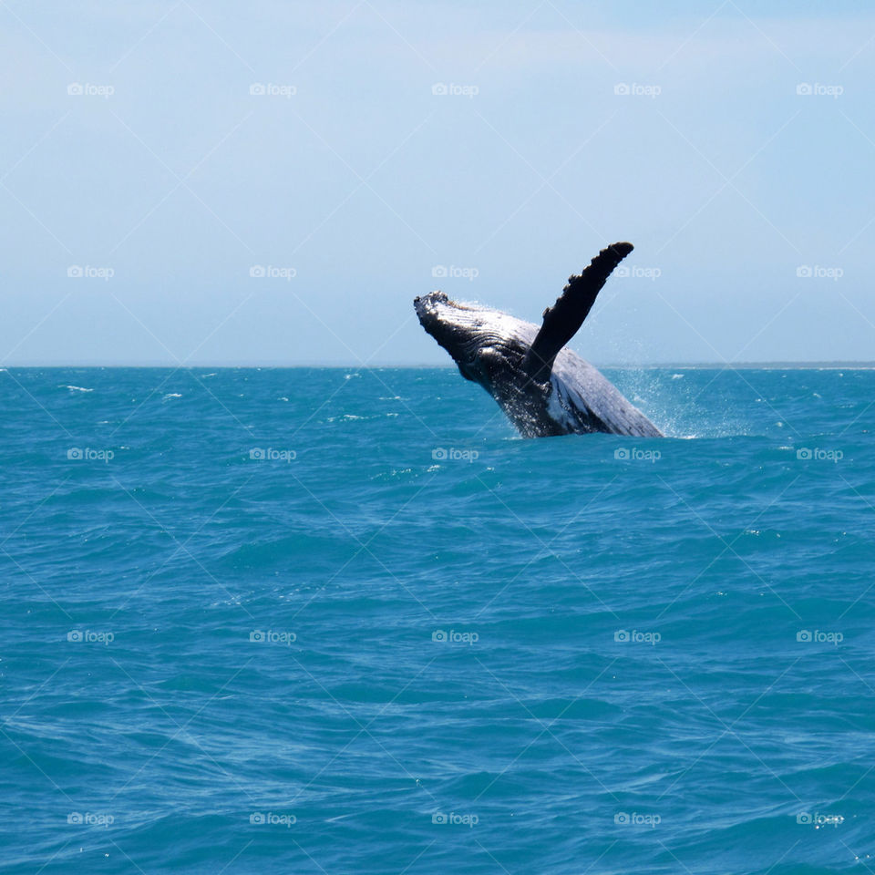 Humpbacks in Broome by saltytheseal