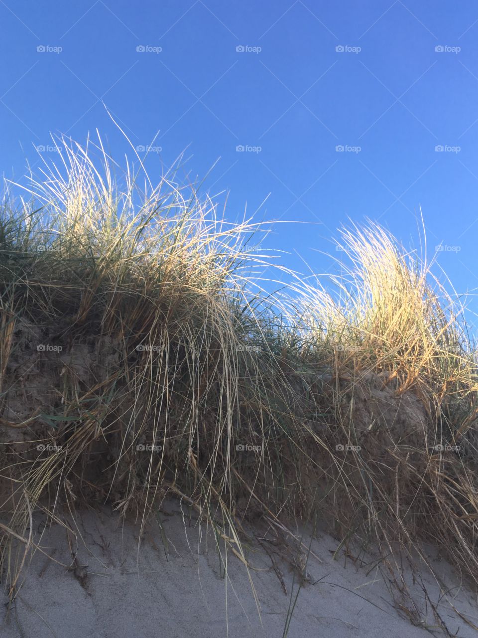 Beautiful beach grass 