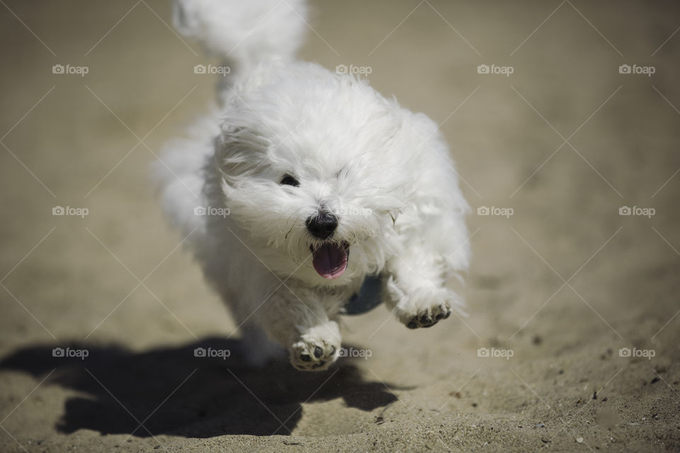 Close-up of puppy running on sand