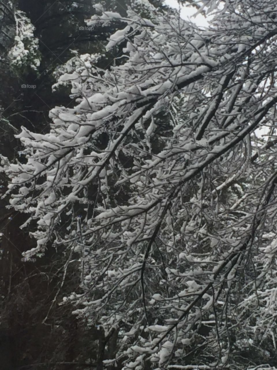 frosted limbs