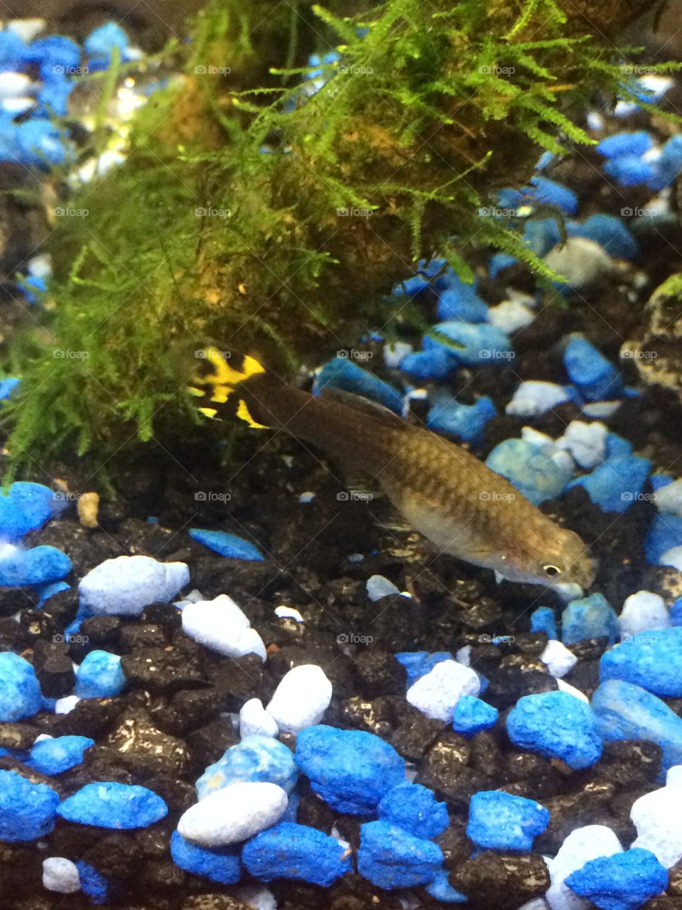 Black and yellow female guppy against blue and black rocks
