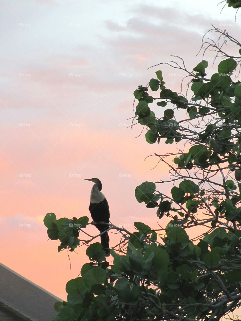 Anhinga snake bird. Anhinga,  snake bird or American darter