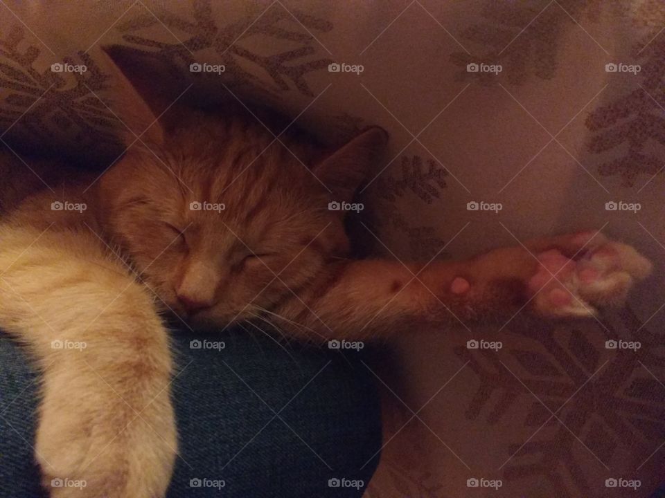 Sleepy orange cat sleeping on lap by snowflake tablecloth