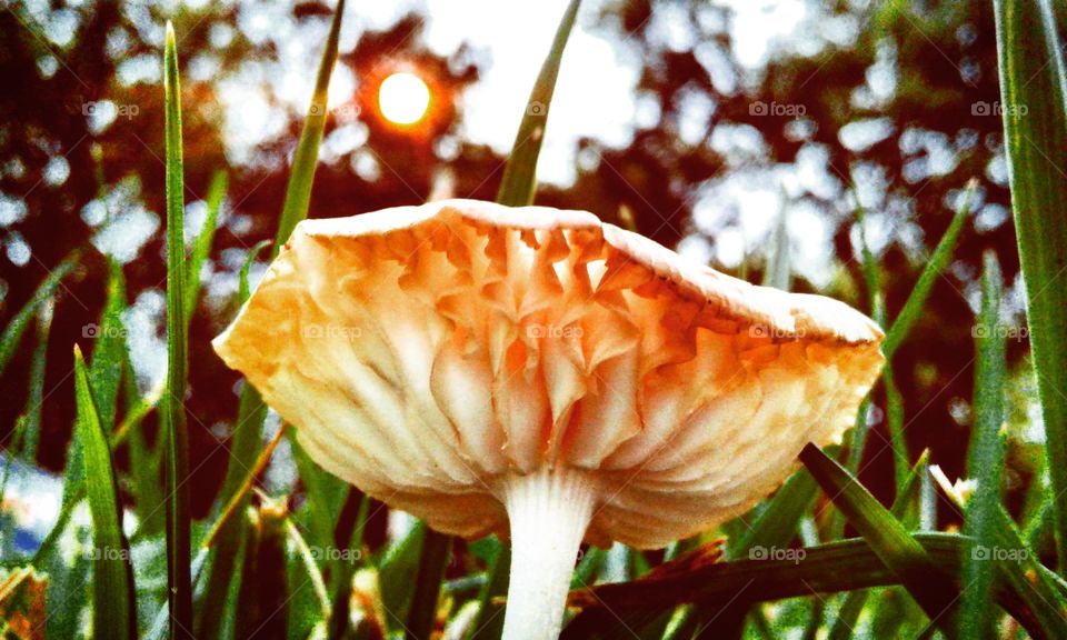 Mushroom in front of sunset.