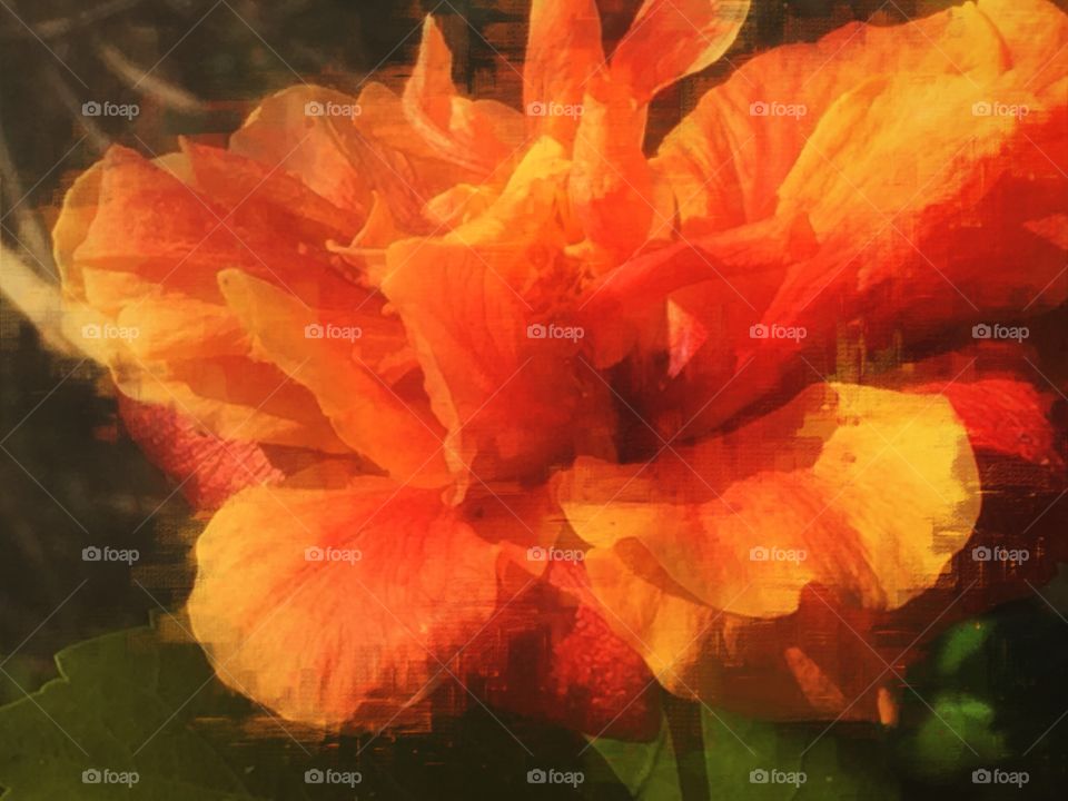 Blurred orange hibiscus flower