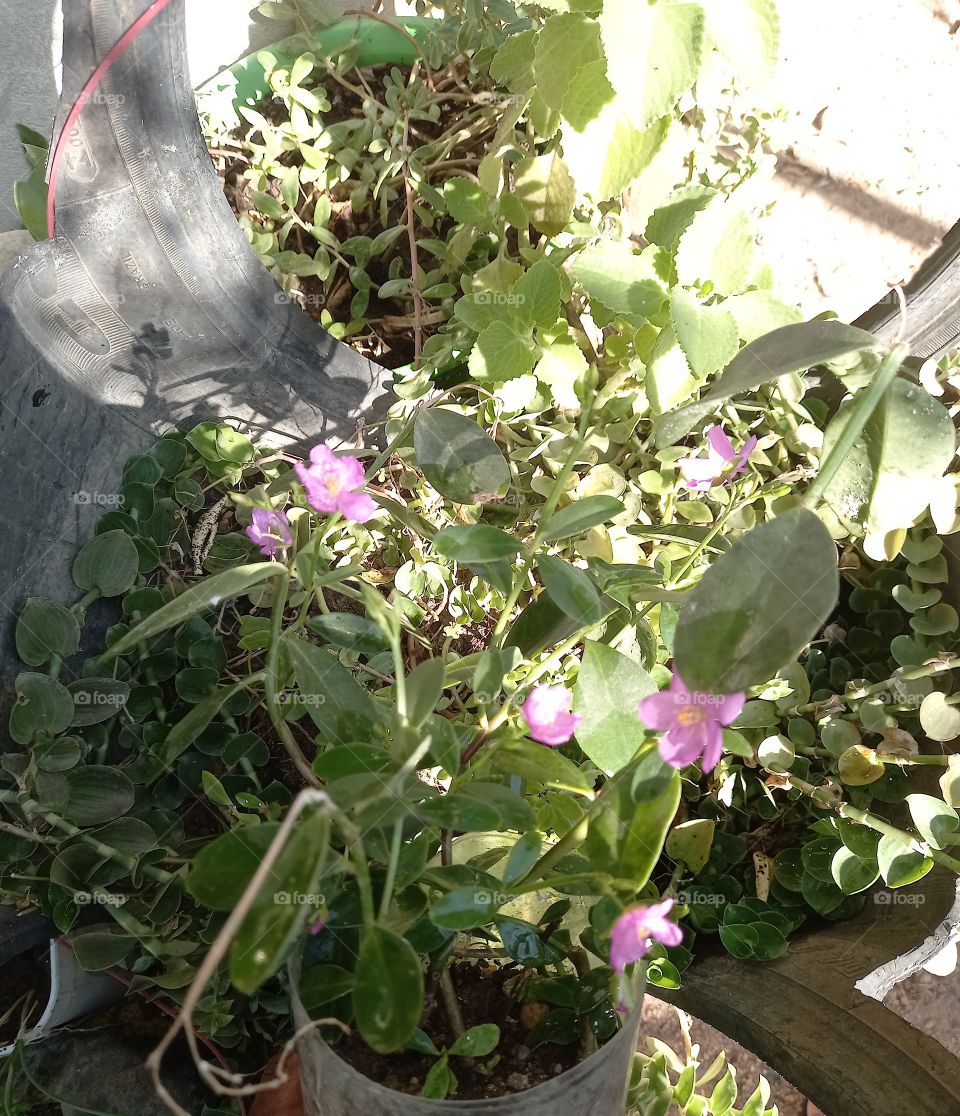 A natureza é perfeita.