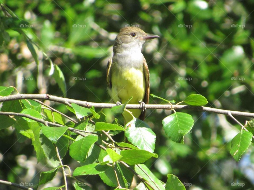 flycatcher bird