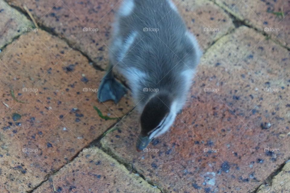 Curious duckling venturing from its flock to explore the specks on the sidewalk, wanting to peck them.