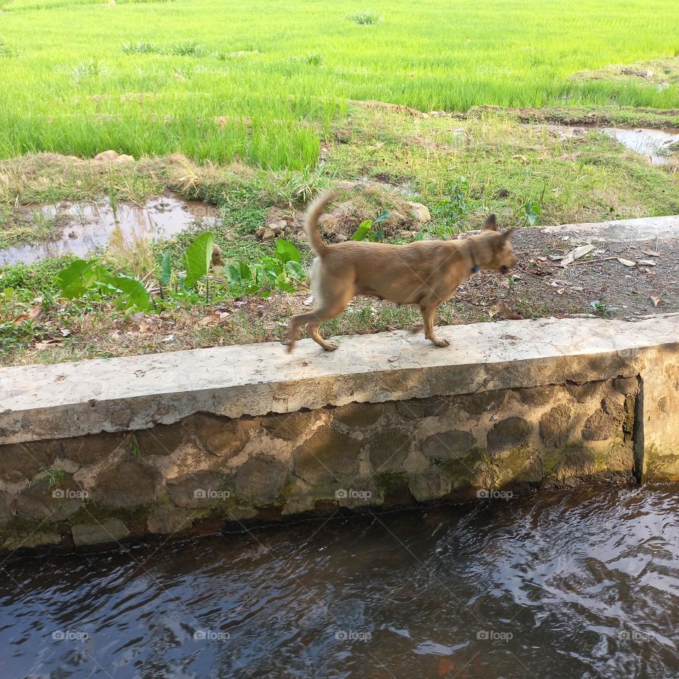 Hunting dogs pass through a small river at the edge of a rice field