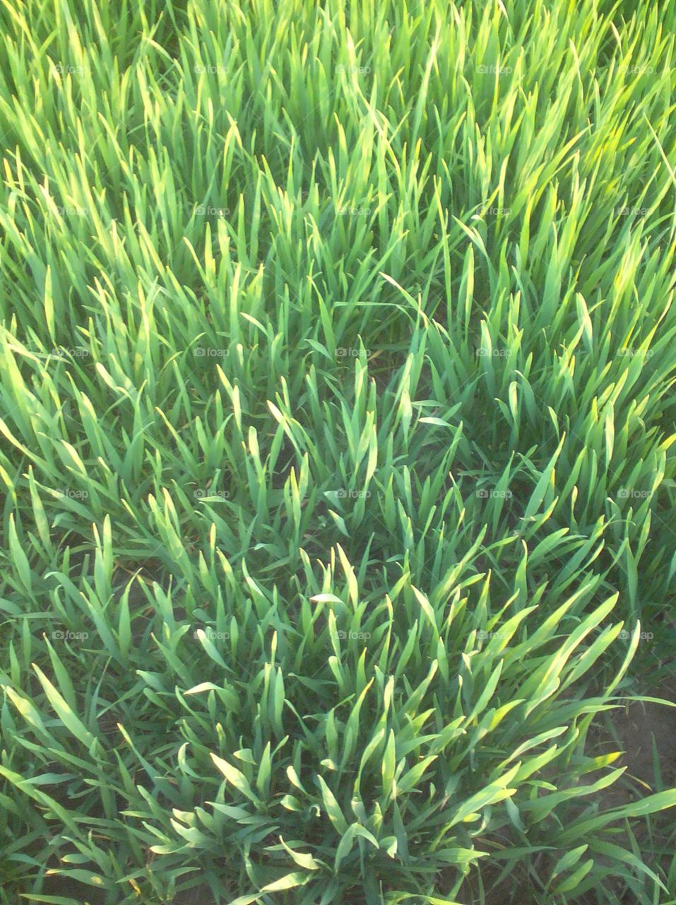 green small wheat crop