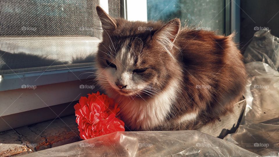 sleeping cat near a rose
