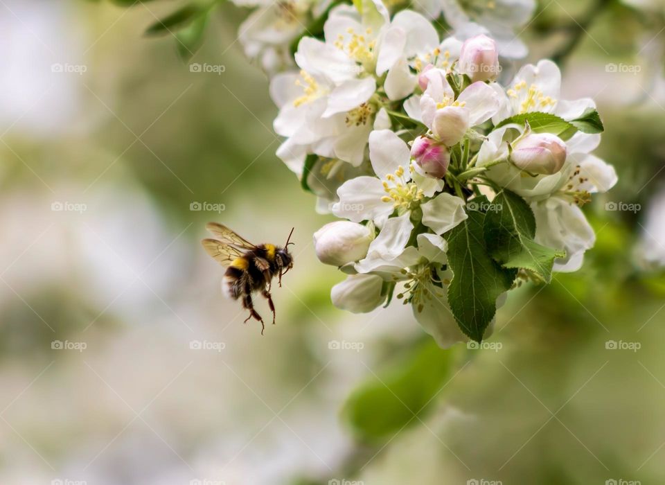 Bumblebee flying towards apple blossom. 