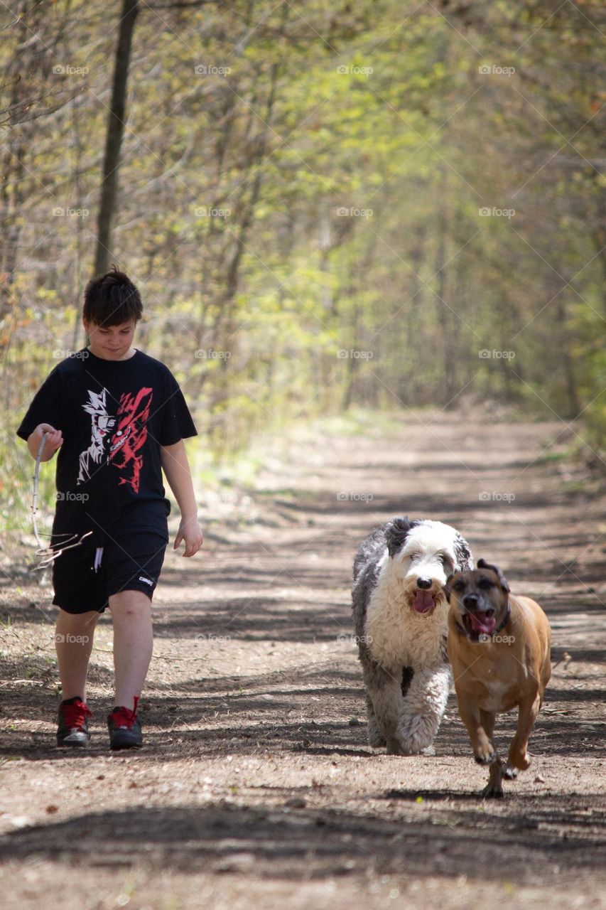 Person wearing black shirt and shorts taking the dogs for a walk in the woods on a trail.
