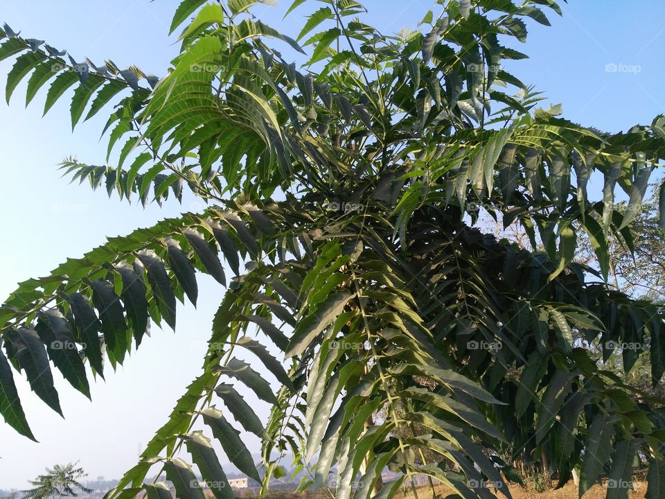 Indian tree