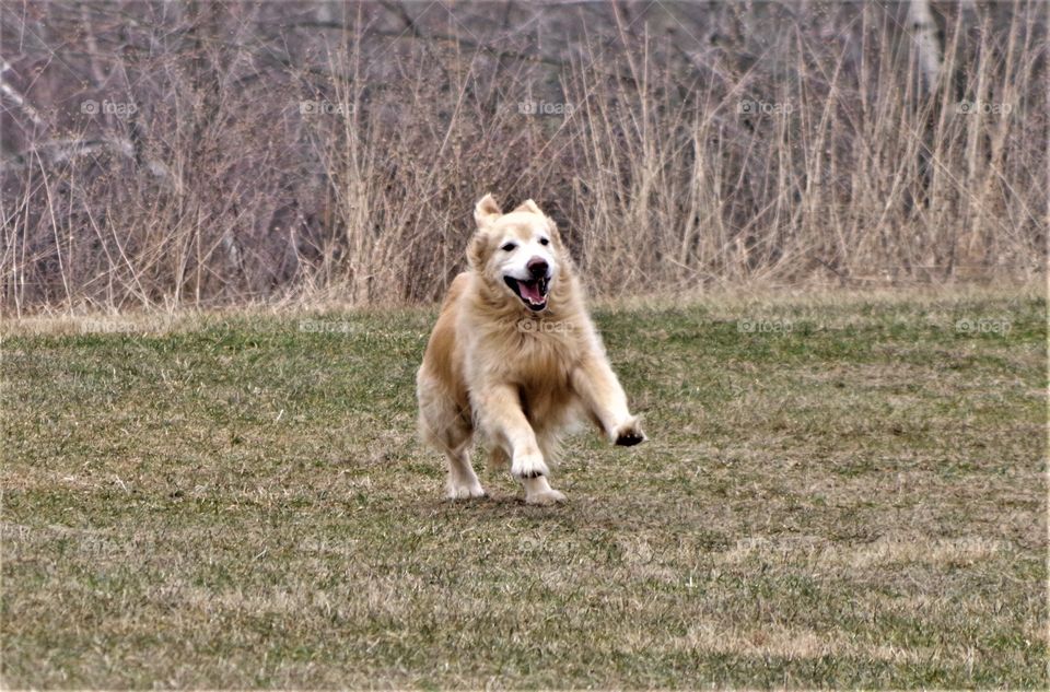 Running Dog 🐕