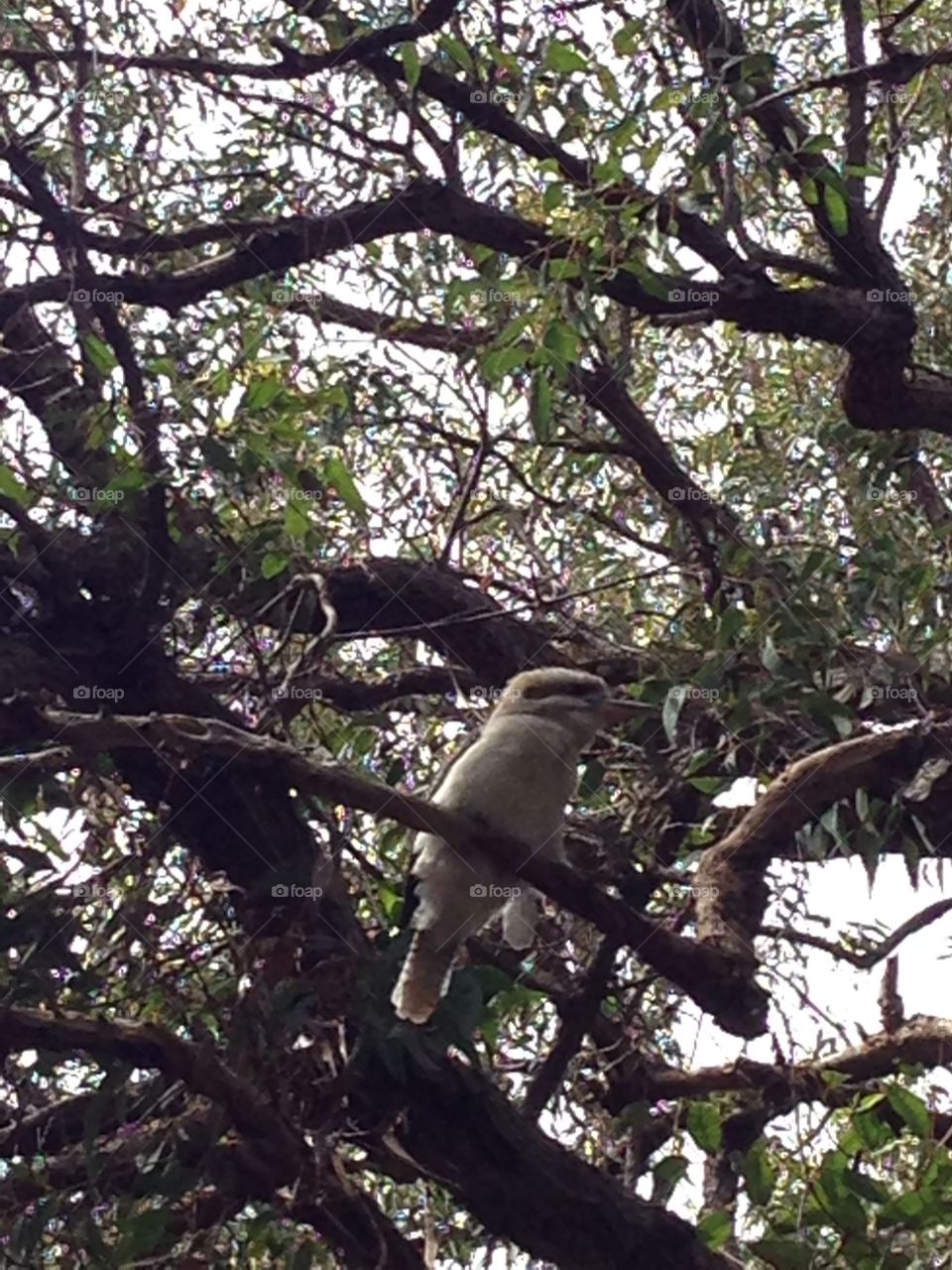 Kookaburra in the park. 