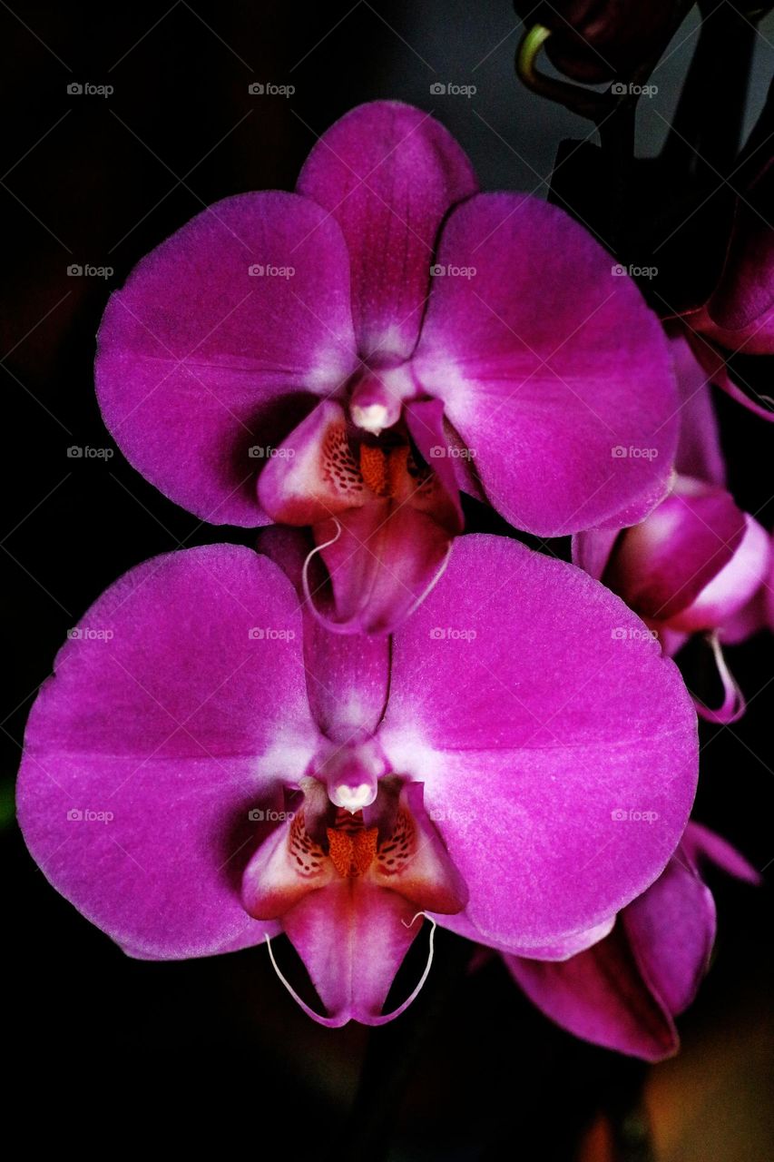 Flower blossoming close up background nature therapy summer mood positive vibes violet orchid