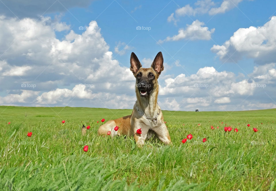 Dog and spring tulips