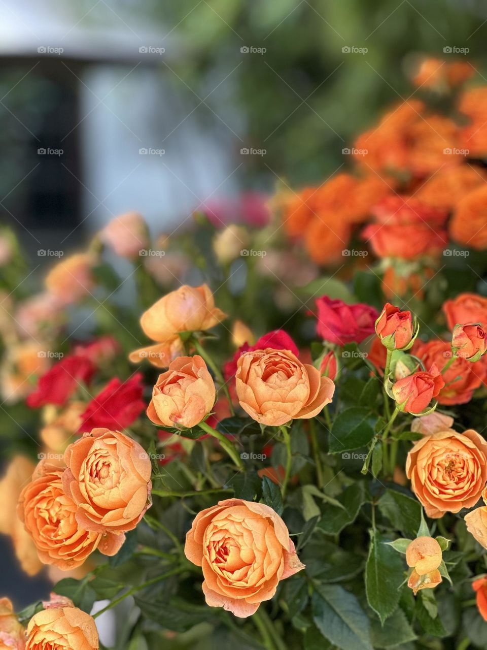 Orange roses