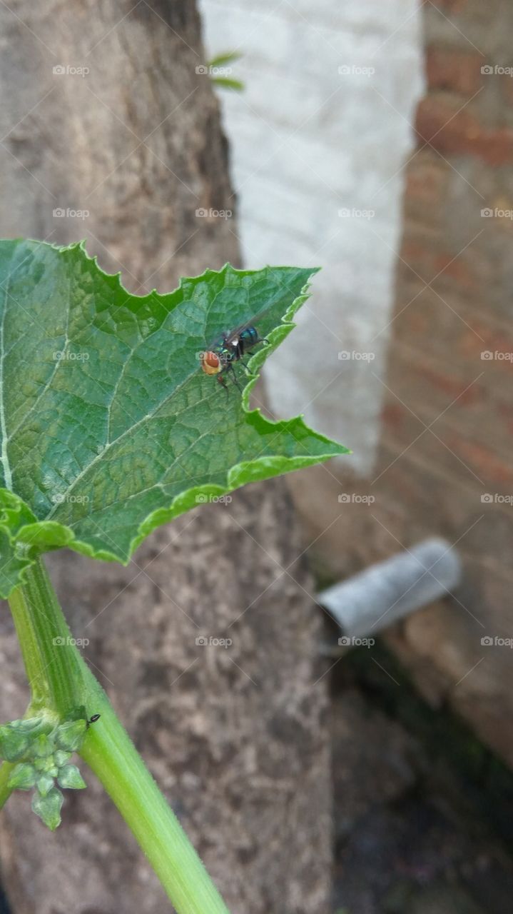 the fly in the green leaf