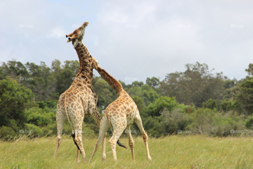 Giraffes in Kragga Kamma Game Reserve
