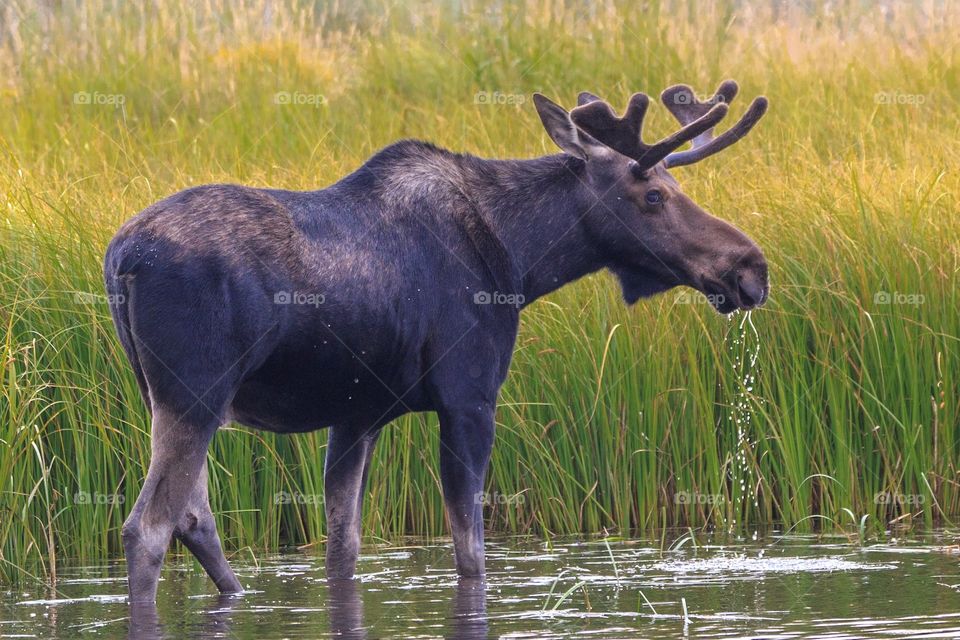 Moose Drinking 