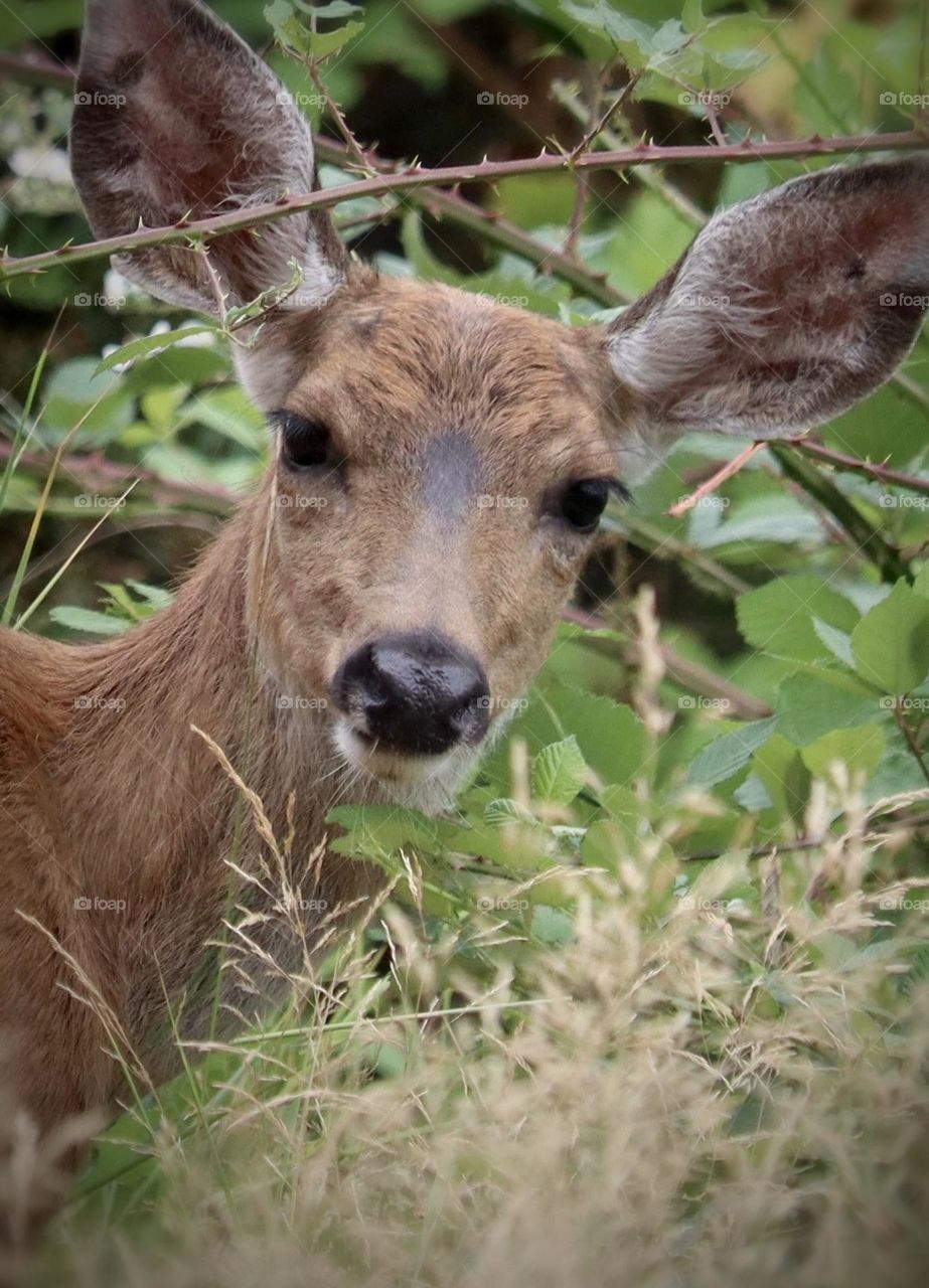 A beautiful young doe nibbles on fresh, ripening blackberry bushes in Washington State 