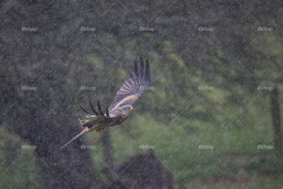 Bird, No Person, Nature, Wildlife, Outdoors